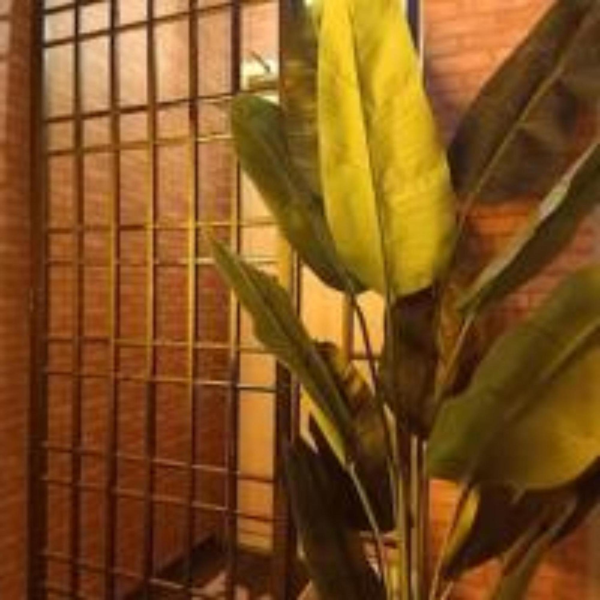 Sabai Sabai Guesthouse In Bayan Lepas Eksteriør billede